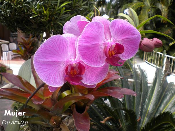 infecciones vaginales. orquideas, jardin, horticultura