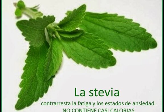 Beneficios de la Stevia, un edulcorante natural