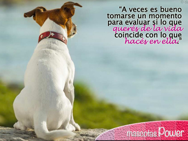 frases perros